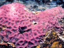 Image of Psammocora haimiana (Encrusting sandpaper coral)