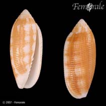 Image of Pterygia crenulata (Crenulate mitre)