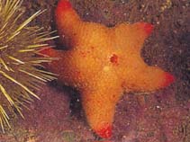 Image of Pteraster militaris (Wrinkled sea star)