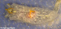 Image of Sagaminopteron nigropunctatum 