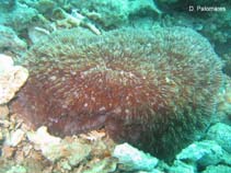 Image of Sandalolitha robusta (Irregular boomerang coral)