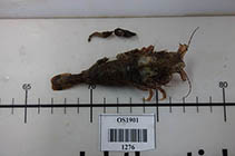 Image of Sclerocrangon boreas (Sculptured shrimp)