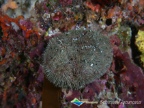 Image of Schizaster lacunosus (Lacunal sea potato)