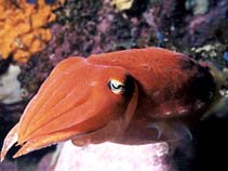 Image of Sepia mestus (Reaper cuttlefish)