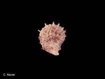 Image of Spondylus squamosus (Ducal thorny oyster)
