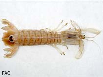 Image of Squilla mantis (Spottail mantis shrimp)