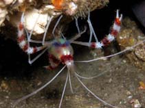 Image of Stenopus hispidus (Banded coral shrimp)