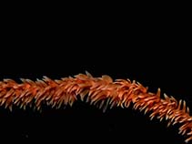 Image of Stichopathes lutkeni (Black wire coral)