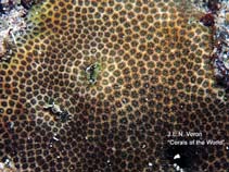 Image of Stephanocoenia michelinii (Blushing star coral)