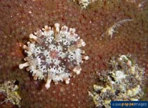 Image of Telmatactis cricoides (Club tipped anemone)