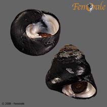 Image of Tegula funebralis (Black turban snail)