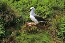 Image of Thalassarche chlororhynchos (Yellow-nosed albatross)