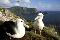 Image of Thalassarche steadi (White-capped albatross)