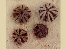 Image of Tripneustes gratilla (Striped sea urchin)
