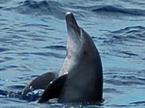 Image of Tursiops aduncus (Indo-Pacific bottlenose dolphin)