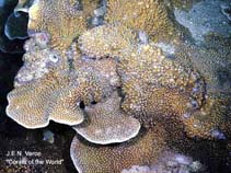 Image of Turbinaria frondens (Yellow cup coral)