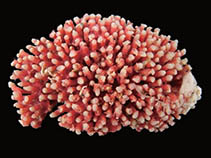 Image of Tubipora musica (Organpipe coral)