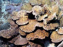 Image of Turbinaria patula (Disc coral)
