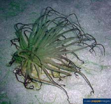 tn_Achae_u3.jpg
