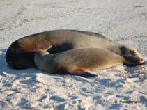 Image of Zalophus wollebaeki (Galapagos sea lion)